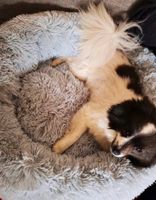 Hundebett Katzenbett Anti-Stress Kissen 40-120cm Plüsch Wolke Neu Nordrhein-Westfalen - Gütersloh Vorschau