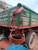 Lederhalfter Haflinger Hessen - Waldkappel Vorschau