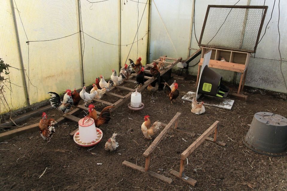 Serama-Hühner, Paare in Kluse
