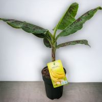 Essbare Zwergbanane Musa acuminata Dwarf Cavendish 80-100cm Nordrhein-Westfalen - Nordkirchen Vorschau