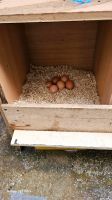 Bio Eier nur Abholung 2,50€ Saarland - Völklingen Vorschau