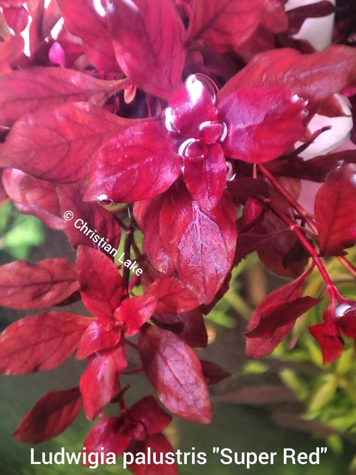 Ludwigia palustris "Super Red" Aquariumpflanzen in Meppen