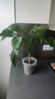 Alocasia cacullata Köln - Porz Vorschau