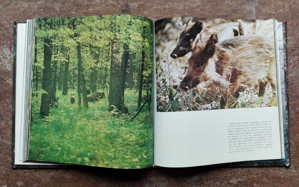 Russisch Buch Vintage Natur Wald Biber Forschung 80er in Hannover