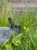 Willi sucht ein neues Zuhause Sylt - Westerland Vorschau