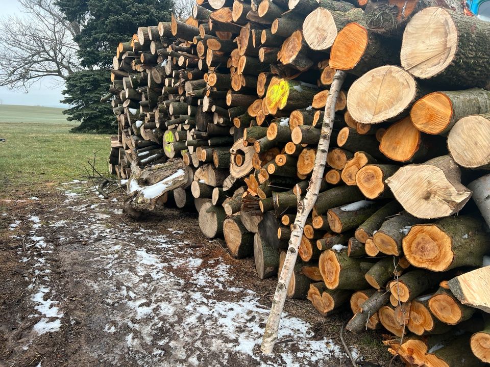 Brennholz Laubholz Holzheizung Kaminholz in Döbeln