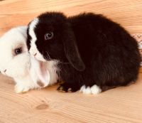 Häsin Kaninchen Hase Minilop mini lop zwergwidder miniwidder Dortmund - Benninghofen Vorschau