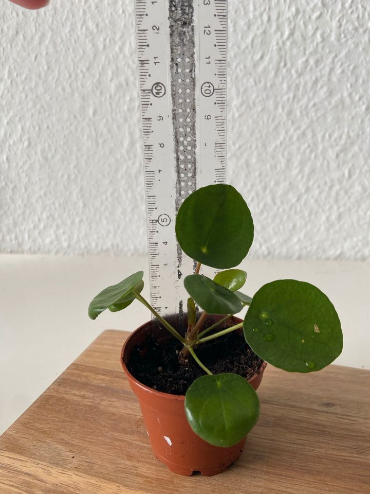 Ufopflanze Pilea in Augsburg