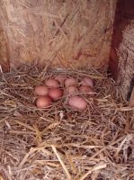 Eier von glücklichen Freilandhühnern Leipzig - Leipzig, Zentrum-Süd Vorschau