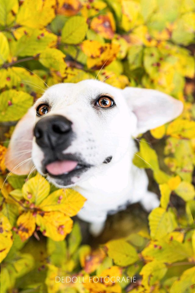 Hundeshooting / Naturliebe / Tierfotografie in Nümbrecht