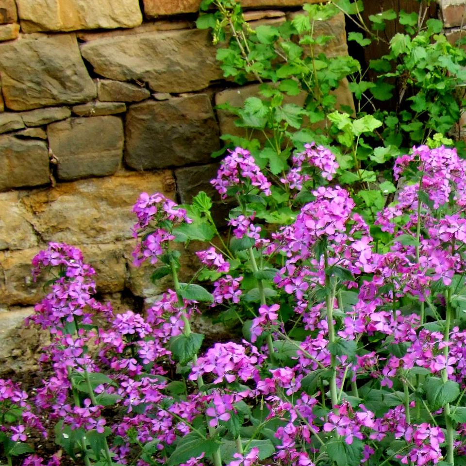 Lunaria annua, Silbertaler, Silberblatt, Mondviole - 200 Samen in Mutterstadt