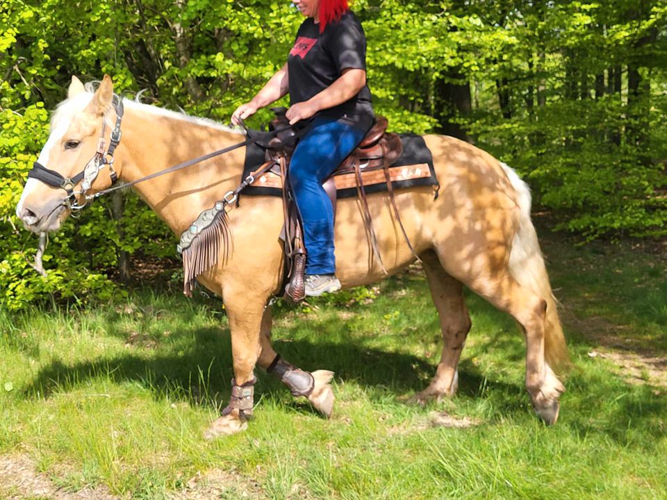 Palomino-Stute-Freizeitpferd in Urbach Westerw