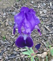 Schwertlilie Iris Lilien blau Garten Pflanzen Blumen Nordrhein-Westfalen - Lübbecke  Vorschau
