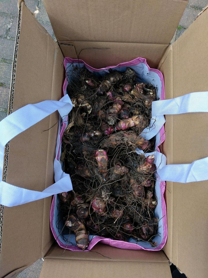 14,5Kg Canna Knollen Blumen Zwiebeln indische Rohr Blume rot in Berlin