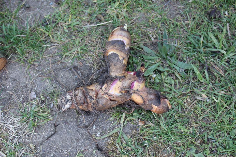 Canna Indisches Blumenrohr sehr dekorative rot blühende Pflanze in Baiersdorf