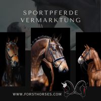 Pferde Vermarktung leicht gemacht Brandenburg - Müncheberg Vorschau