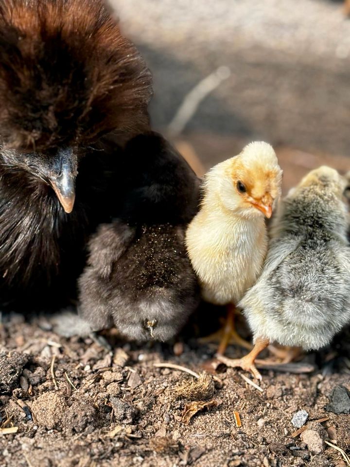 Bruteier, BE Seidenhuhn u. Paduaner verschiedene Farben in Heroldsbach