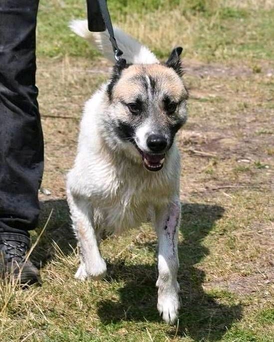 Ducati - perfekter Hofhund sucht sein Zuhause ❤️ in Bad Oeynhausen