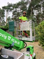 Baumpflege Baumfällung Problembaumfällung Baum fällen Sachsen-Anhalt - Muldestausee Vorschau