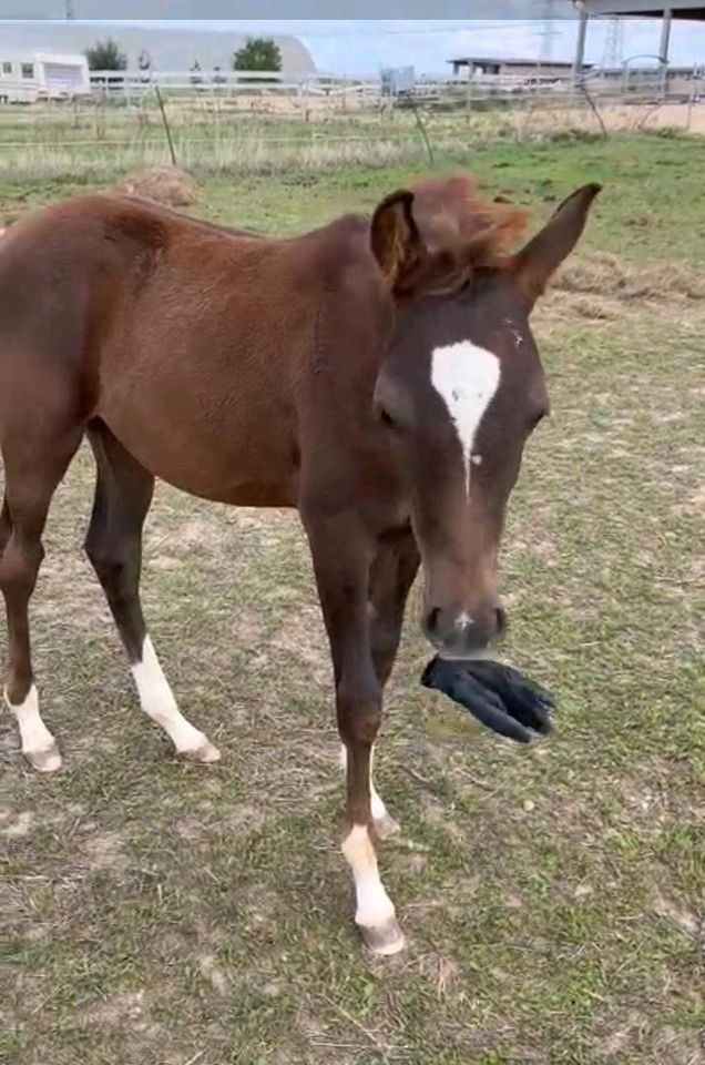 Vollblutaraber Dunkelfuchs Jährling Hengst 4x weiß Warmbluttyp in Hochborn