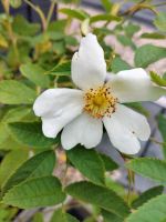 Weißblühender Rosenbusch im Kübel Wuppertal - Elberfeld Vorschau