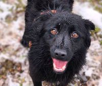 Feinfühliger MEDA, ca. 2 Jahre a.d.T. sucht liebevolles Zuhause Bayern - Gefrees Vorschau