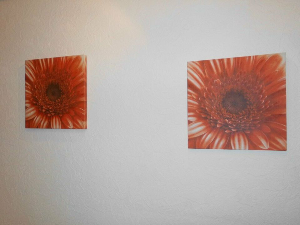 Bilder mit Gerbera 2 Stück rot 45 x 45 cm auf Keilrahmen in Hohnstorf (Elbe)