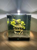 Aquarium DENNERLE NanoCube Complete 30 l Bayern - Tacherting Vorschau