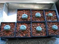 Lophophora williamsii Peyote 3 cm WE Sachsen - Annaberg-Buchholz Vorschau