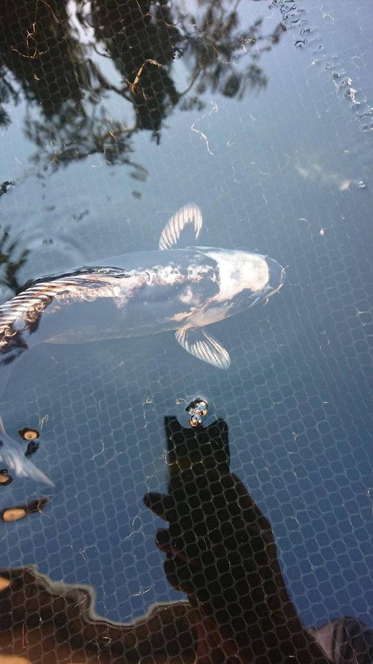 Koi Fische in Dresden