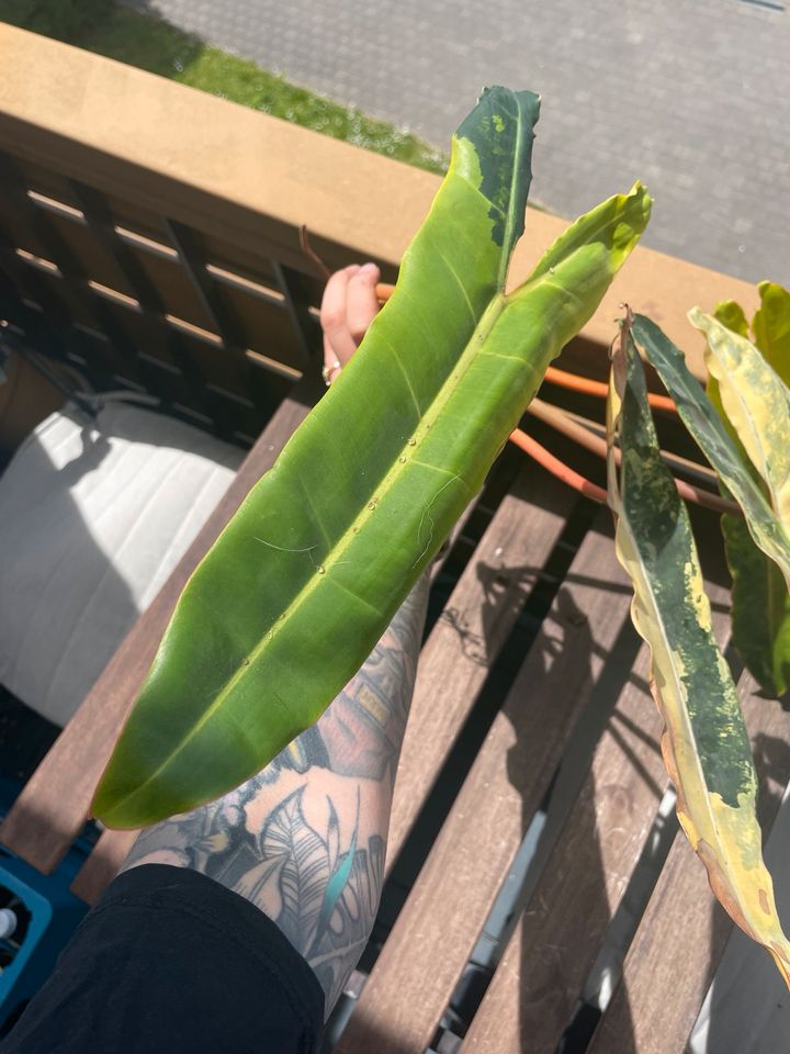 Philodendron Billietiae variegata XXL Kopfsteckling bewurzelt in Stuttgart