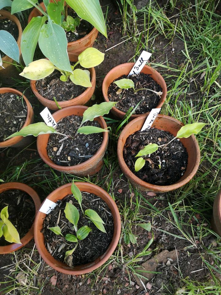 Hosta Sämlinge. Junge Pflanzen 2 Jahre alt in Ramstein-Miesenbach