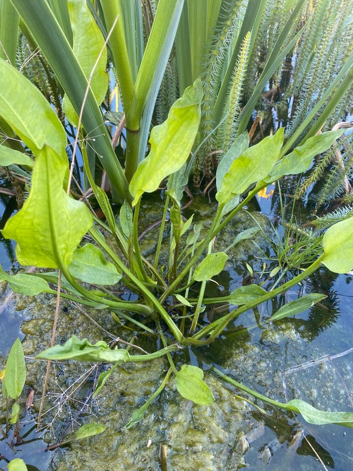 Samstag 18.05. kräftige Wasserpflanzen verschiedene Sorten in Schwerin