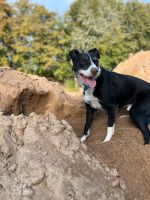 Border Collie Mix Mecklenburg-Vorpommern - Wismar Vorschau