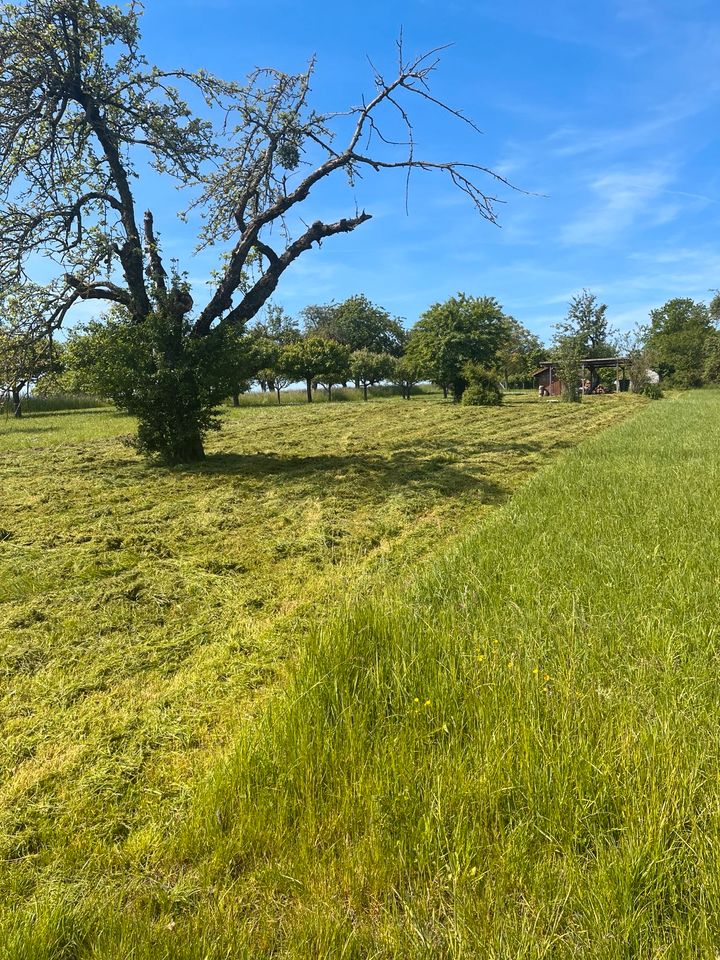 Mähen/ Mulchen in Steinheim an der Murr