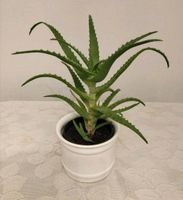 Aloe Arborescens Pflanze Baden-Württemberg - Heilbronn Vorschau