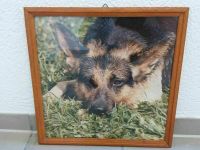 Deutscher Schäferhund Bild Wandbild Deko West - Nied Vorschau