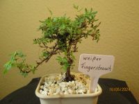 ( 36 )  Prebonsai weißer Fingerstrauch Berlin - Reinickendorf Vorschau