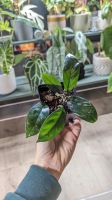 Hoya carnosa 'splash' Wachsblume Baden-Württemberg - Pforzheim Vorschau