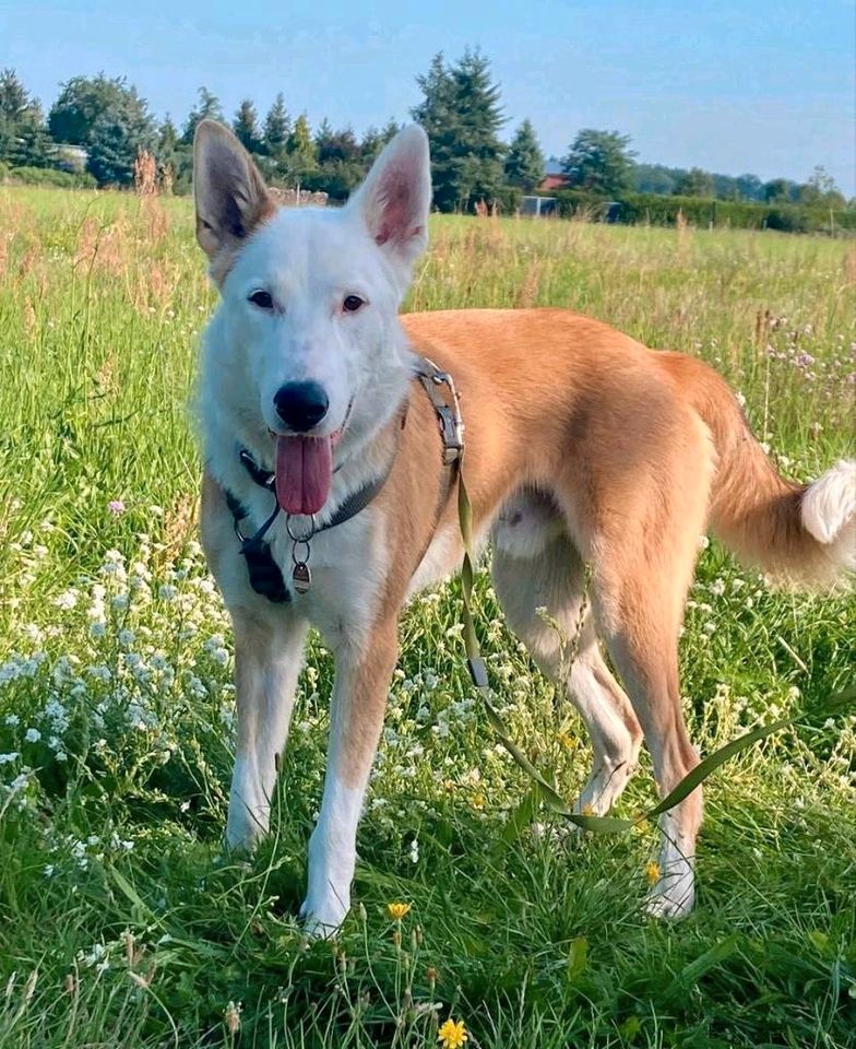 THOR Border Collie Husky Mischling Tierschutz Hund Rüde in Salzwedel