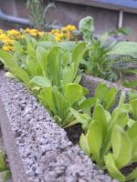 Blumen zum selbst ausgraben bei Simmern Simmern - Hunsrück Vorschau