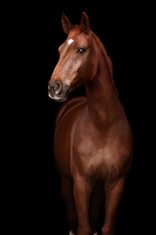 Fotoshooting - Pferd vor schwarzem Hintergrund in Fürstenau