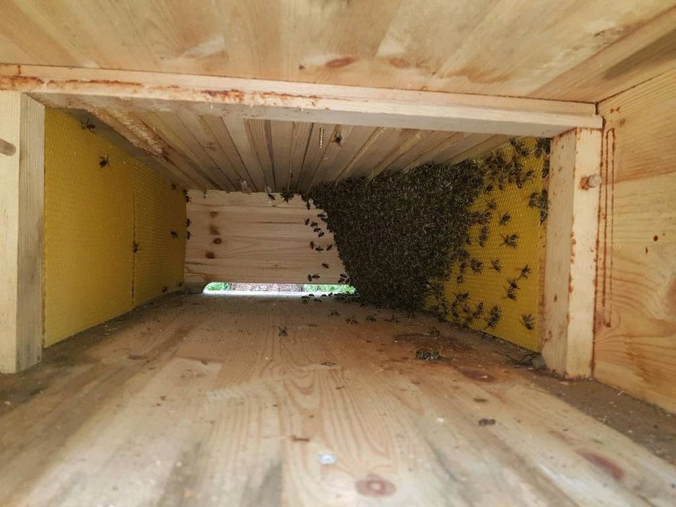 Bienenvolk/Bienenschwarm in Bienenkiste in Leipzig