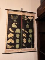 Lehrtafel DDR Vintage Ostalgie Biologie Pflanzen Rostock - Südstadt Vorschau