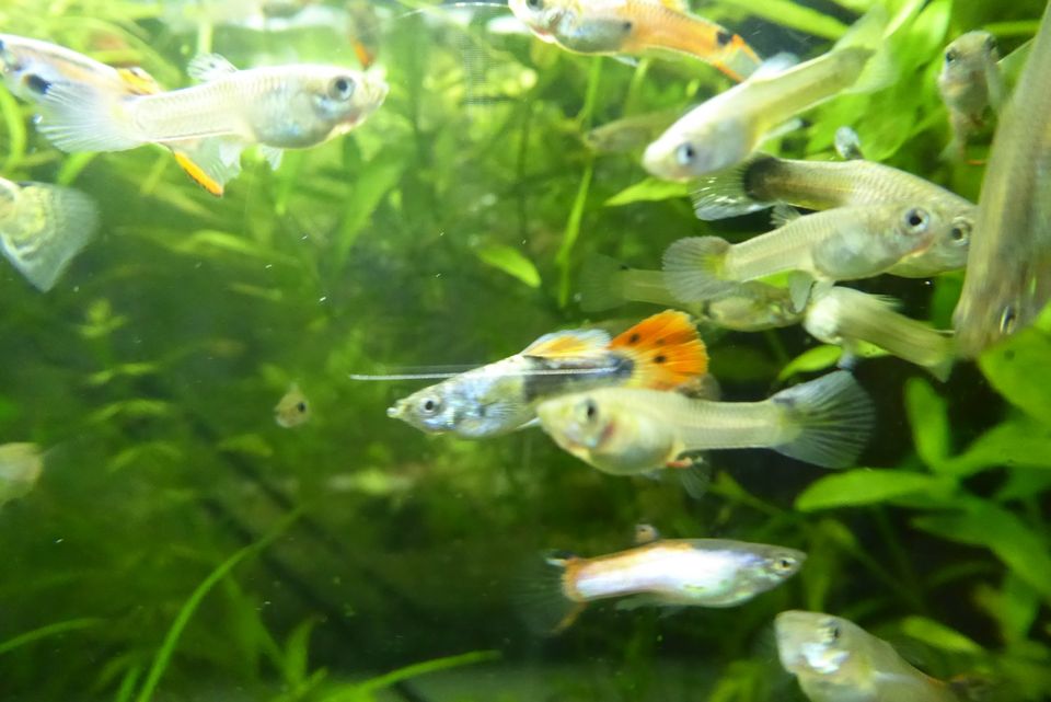 Fische Guppy Guppies – viele schöne Männchen / Weibchen 0,50 € in Edingen-Neckarhausen