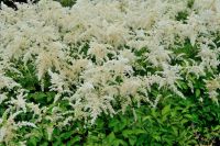 Astilbe arendsii `Brautschleier` Prachtspiere P9 Topf ab 2,75€ Bayern - Bayreuth Vorschau