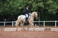 Reitunterricht Mentaltraining Beritt Korrektur Rheinland-Pfalz - Osburg Vorschau