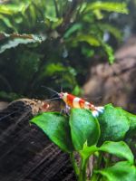 Red Bee Garnelen (Caridina Logemanni) Sachsen - Weinböhla Vorschau