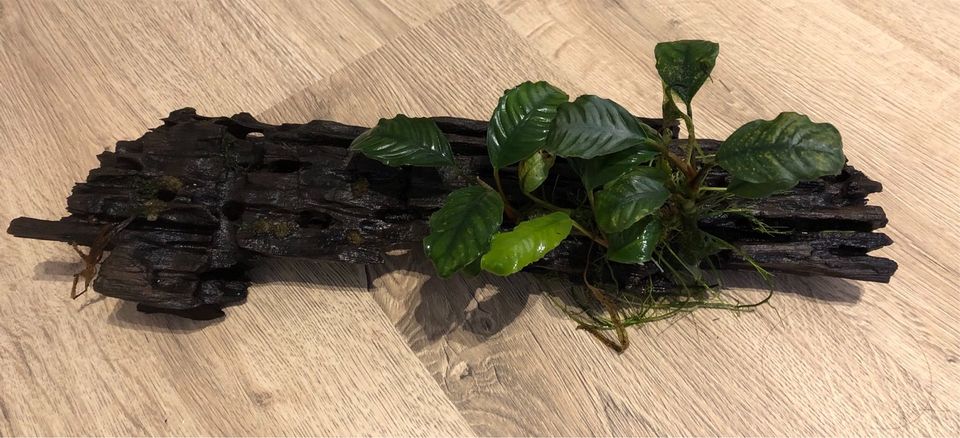 Holz mit 2 Anubias in Heidelberg