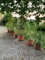 Yucca Palmen in Verschiedenen Größen 92548 günstig abzugeben Bayern - Schwarzach b. Nabburg Vorschau